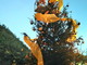 Pigna: ieri come tradizione addobbato l'albero natalizio nella piazza della cittadina dell'alta Val Nervia