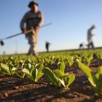 Giovani agricoltori, dalla Liguria quasi 5 milioni di euro per nuove imprese: premio fino a 35mila euro Giovani agricoltori, dalla Liguria quasi 5 milioni di euro per nuove imprese: premio fino a 35mila euro