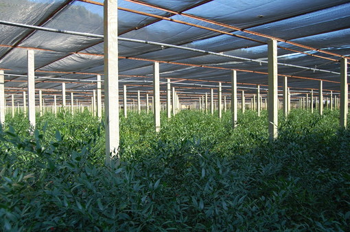 Emergenza Coronavirus: l'allarme anche nel comparto agricolo, Damele "Siamo sempre un settore complesso" Emergenza Coronavirus: l'allarme anche nel comparto agricolo, Damele "Siamo sempre un settore complesso"