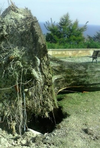 Imperia: albero secolare crollato nella zona del Monte Calvario dopo il vento di giovedì scorso
