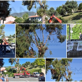 Sanremo: cartello errato fa scattare la protesta per l'abbattimento di un albero, ma le perizie calmano tutti (Foto e Video)