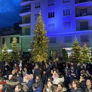 Gli alberi di Natale veri addobbati in piazza Borea d'Olmo Gli alberi di Natale veri addobbati in piazza Borea d'Olmo