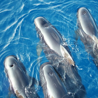 Santuario dei Cetacei: conclusa ieri a Genova la sessione straordinaria del segretariato con Italia, Francia e Monaco Santuario dei Cetacei: conclusa ieri a Genova la sessione straordinaria del segretariato con Italia, Francia e Monaco