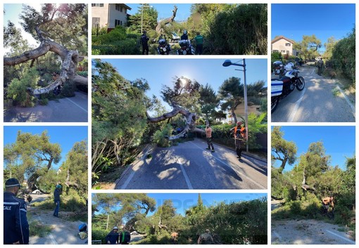 Sanremo: un altro albero crolla sulla pista ciclabile, per fortuna nessun ferito oggi a San Martino (Foto e Video) Sanremo: un altro albero crolla sulla pista ciclabile, per fortuna nessun ferito oggi a San Martino (Foto e Video)