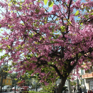 Sanremo: ai Giardini Ruffini una splendida fioritura dell'Albero di Giuda