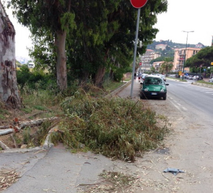 Imperia: chioma d'albero cade in lungomare Vespucci, problemi soprattutto per i pedoni Imperia: chioma d'albero cade in lungomare Vespucci, problemi soprattutto per i pedoni