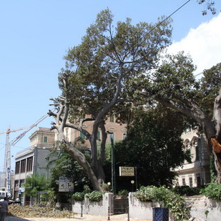 Sanremo: Ficus caduto ieri in via Roma, Littardi "Non era prevedibile", intanto la strada rimane chiusa fino a domani