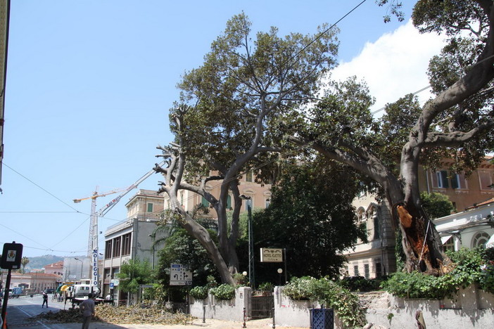 Sanremo: Ficus caduto ieri in via Roma, Littardi "Non era prevedibile", intanto la strada rimane chiusa fino a domani Sanremo: Ficus caduto ieri in via Roma, Littardi "Non era prevedibile", intanto la strada rimane chiusa fino a domani