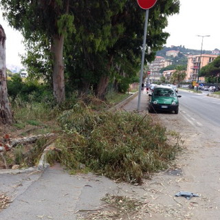 Imperia: chioma d'albero cade in lungomare Vespucci, problemi soprattutto per i pedoni Imperia: chioma d'albero cade in lungomare Vespucci, problemi soprattutto per i pedoni