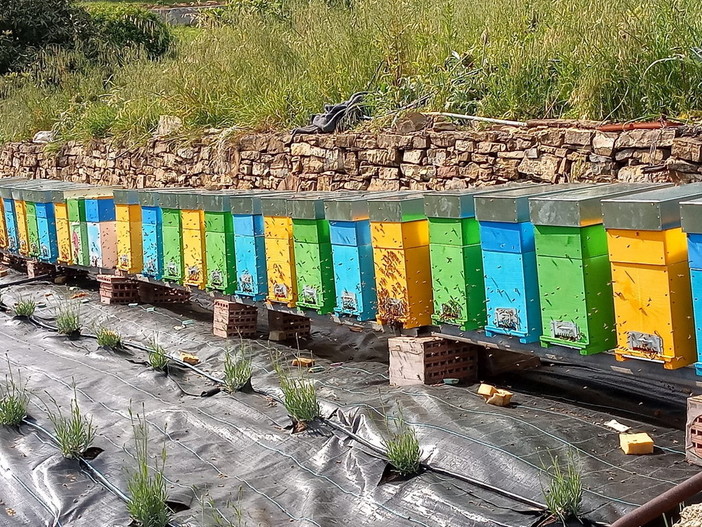 Oggi la ‘Giornata delle api’: boom acquisti di miele, ma clima pazzo mette a rischio la produzione Oggi la ‘Giornata delle api’: boom acquisti di miele, ma clima pazzo mette a rischio la produzione