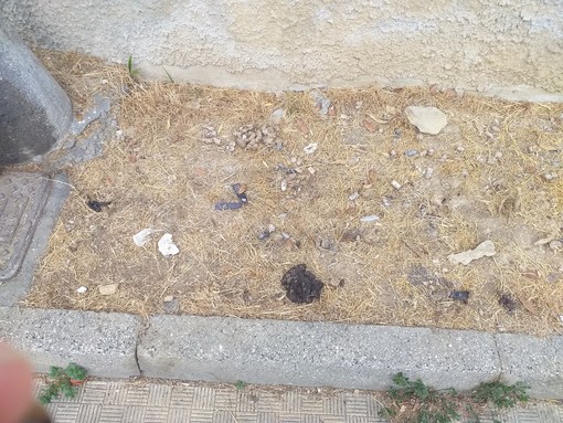 Sanremo: aiuole di San Martino vicino al soggiorno militare diventano un Wc per i cani, la protesta (Foto) Sanremo: aiuole di San Martino vicino al soggiorno militare diventano un Wc per i cani, la protesta (Foto)