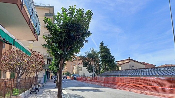 Vallecrosia, in via Don Bosco verranno piantati nuovi alberi: ecco quali Vallecrosia, in via Don Bosco verranno piantati nuovi alberi: ecco quali