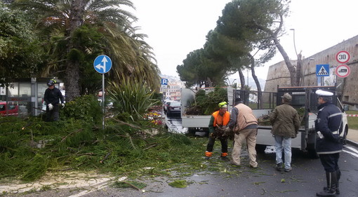 Sanremo: alberi pericolanti, domani altri due abbattimenti in pieno centro nei prossimi giorni