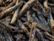 A Vallebona torna ‘l’anciua in se crote’: acciughe fritte e bicchiere di vino nel centro storico (Foto)