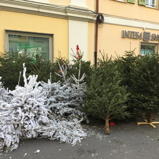 Sanremo: in piazza Borea D'Olmo alberi abbandonati dopo i mercatini di Natale, chi li rimuove?