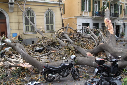 Il ficus crollato in via Roma Il ficus crollato in via Roma