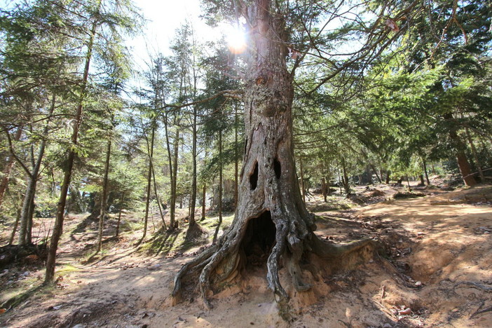 Sanremo: sabato prossimo al Floriseum la premiazione del concorso 'Scopri i boschi di Monte Bignone' Sanremo: sabato prossimo al Floriseum la premiazione del concorso 'Scopri i boschi di Monte Bignone'
