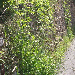 Imperia: petizione dei residenti di via Sant'Agata per il degrado sulle strade del quartiere Imperia: petizione dei residenti di via Sant'Agata per il degrado sulle strade del quartiere