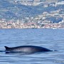 Balenottera comune davanti a Riva Ligure: il primo avvistamento del 2026 emoziona il Ponente ligure (Foto)