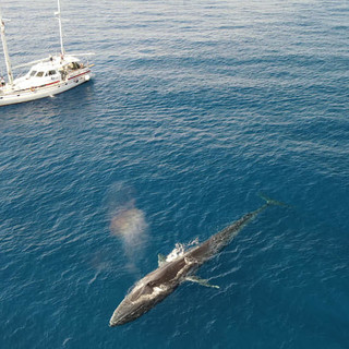 Un'altra balenottera avvistata nel 'Santuario dei Cetacei' a 20 miglia da Sanremo (Foto)