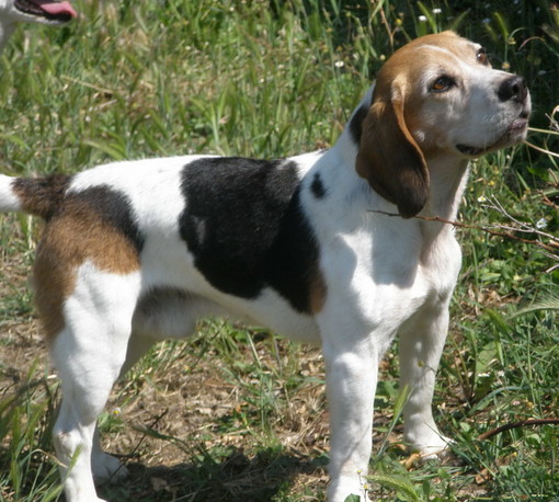 Sanremo: il beagle Lucky è tornato a casa dalla sua famiglia