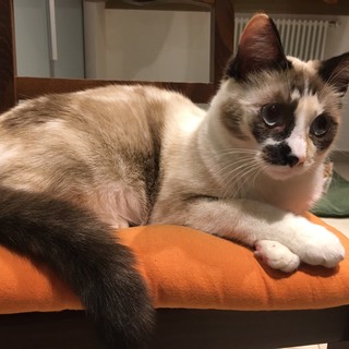 Imperia: una gattina che ha bisogno di cure è sparita da una casa di Caramagna Imperia: una gattina che ha bisogno di cure è sparita da una casa di Caramagna