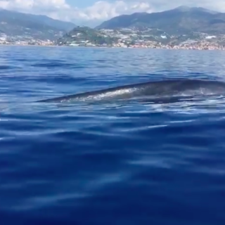 La balenottera avvistata al largo di Sanremo
