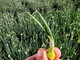 Camporosso: anche nei campi dell'agricoltore-scrittore Marco Damele al via la raccolta dei bulbi di cipolla egiziana