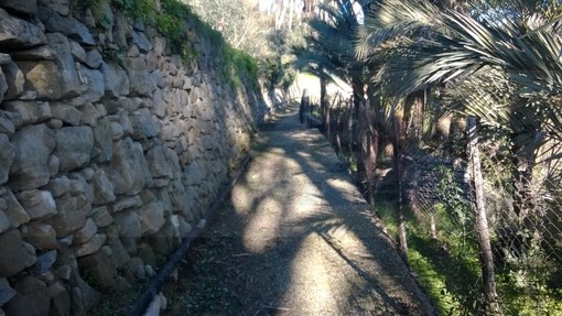 Bordighera: martedì prossimo un incontro sulla storia e rinascita del palmeto del Beodo