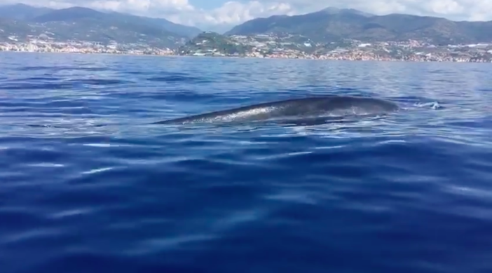 La balenottera avvistata al largo di Sanremo