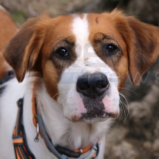 Bordighera Dog Show
