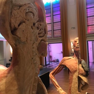 Cadaveri in mostra a Sanremo, arriva nella città dei fiori la controversa esposizione ‘Bodies Exhibition’ Cadaveri in mostra a Sanremo, arriva nella città dei fiori la controversa esposizione ‘Bodies Exhibition’