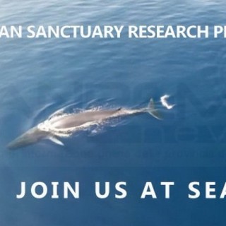 Nel Santuario dei Cetacei ecco lo spettacolo delle balenottere avvistate ieri dal drone (Foto e Video)