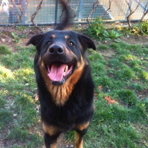 Canile Pluto's Residence Bussana di Sanremo: il cagnolone Balto aspetta di essere adottato Canile Pluto's Residence Bussana di Sanremo: il cagnolone Balto aspetta di essere adottato