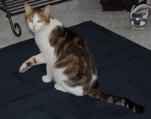 Sanremo: è stato smarrito in corso Inglesi il gatto 'Best', l'appello del proprietario