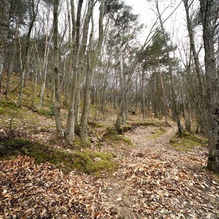 Sanremo adotta il nuovo Piano forestale 2027-2036: gestione sostenibile per 1.115 ettari di patrimonio comunale Sanremo adotta il nuovo Piano forestale 2027-2036: gestione sostenibile per 1.115 ettari di patrimonio comunale