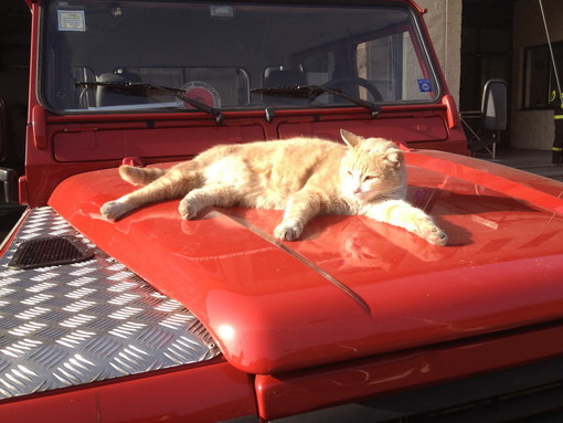 Ventimiglia: qualcuno ha sparato alla mascotte dei VVF, Bartolo dovrà esser sottoposto ad una costosissima operazione Ventimiglia: qualcuno ha sparato alla mascotte dei VVF, Bartolo dovrà esser sottoposto ad una costosissima operazione