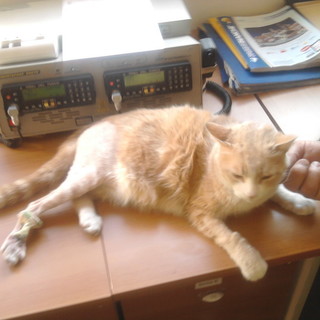 Ventimiglia: il gatto Bartolo, mascotte dei Vigili del Fuoco, sta molto meglio Ventimiglia: il gatto Bartolo, mascotte dei Vigili del Fuoco, sta molto meglio