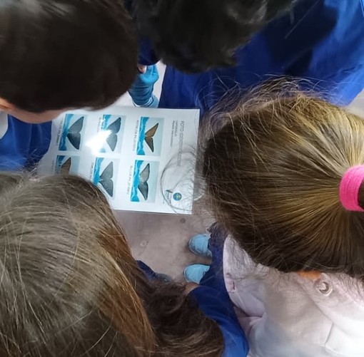 Missione Pelagos, piattaforma gratuita per le scuole liguri e piemontesi dedicata a balene e ambiente marino Missione Pelagos, piattaforma gratuita per le scuole liguri e piemontesi dedicata a balene e ambiente marino