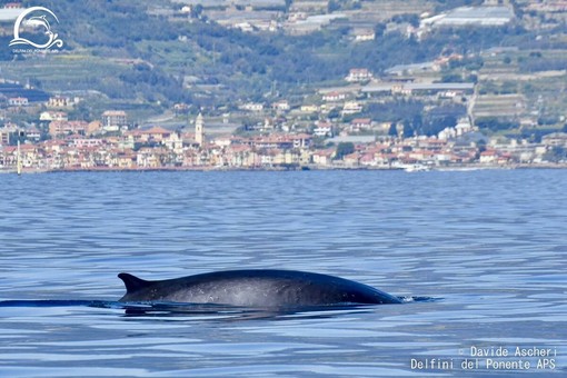 Balenottera comune davanti a Riva Ligure: il primo avvistamento del 2026 emoziona il Ponente ligure (Foto)