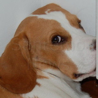 Sanremo: il rifugio Enpa ricerca trasportini per i cani di Green Hill