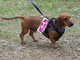 Code al vento per sfilare in passerella! Bellezze a quattro zampe al Bordighera Dog Show Code al vento per sfilare in passerella! Bellezze a quattro zampe al Bordighera Dog Show