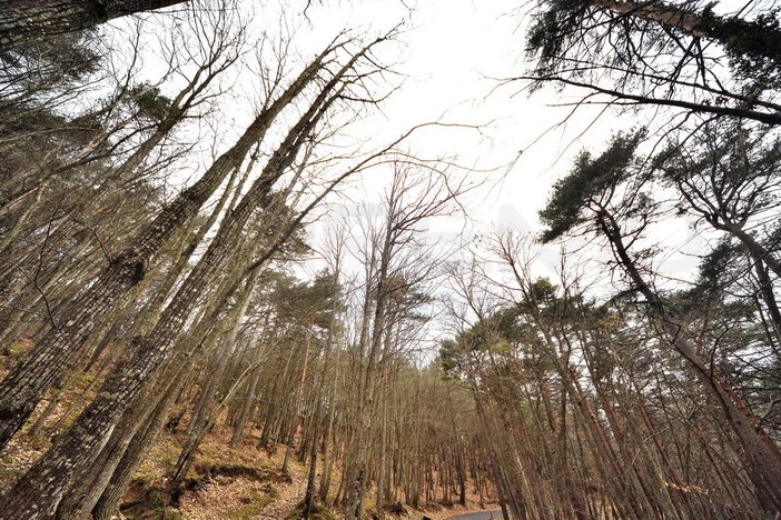 Intelligenza delle piante: tra scienza, metafora e mito, cosa sappiamo davvero del mondo vegetale oggi