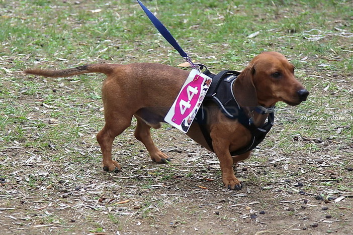 Code al vento per sfilare in passerella! Bellezze a quattro zampe al Bordighera Dog Show Code al vento per sfilare in passerella! Bellezze a quattro zampe al Bordighera Dog Show