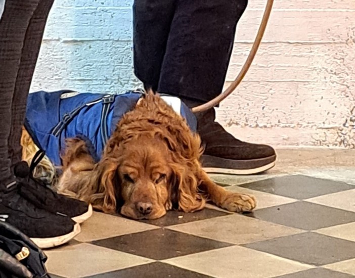 Isolabona: domenica prossima torna l’antica Benedizione degli animali per Sant’Antonio Abate
