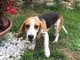 Sanremo: cucciola di Beagle trovata nella zona di Val D'Olivi, l'appello per i proprietari