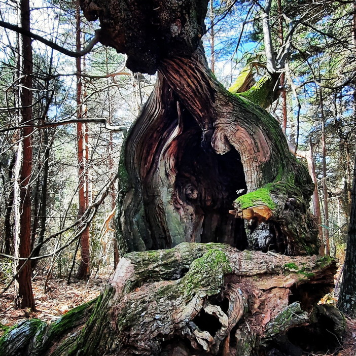Bajardo: al via una serie di appuntamenti, domenica l'escursione al 'Fantastico bosco di Grou'