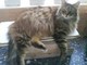 Bordighera: smarrito ieri il gatto Bibo, la preoccupazione della sua proprietaria (Foto)