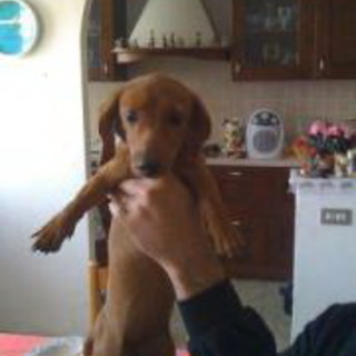 Bordighera: cagnolina fugge via durante l'incidente in via Pasteur, l'appello dei proprietari