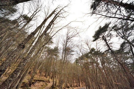 Intelligenza delle piante: tra scienza, metafora e mito, cosa sappiamo davvero del mondo vegetale oggi Intelligenza delle piante: tra scienza, metafora e mito, cosa sappiamo davvero del mondo vegetale oggi